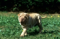 Picture of shar pei puppy striding out