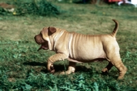 Picture of shar pei puppy trotting along