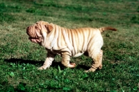 Picture of shar pei puppy walking, smiling