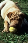 Picture of shar pei puppy with ball