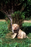 Picture of shar pei puppy