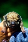 Picture of shar pei puppy