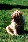 Picture of shar pei puppy