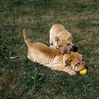 Picture of shar pei pups playing
