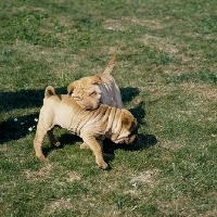 Picture of shar pei pups playing