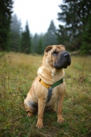 Picture of shar pei sitting in a forest surrounding