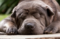 Picture of shar pei sleeping