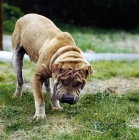 Picture of shar pei sniffing