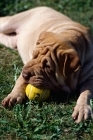 Picture of shar pei with ball