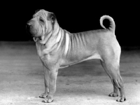 Picture of Shar Pei, 