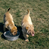 Picture of sharp pei pups drinking