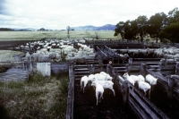 Picture of sheared sheep in australia