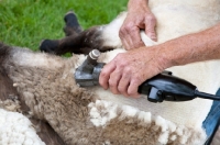 Picture of shearing a suffolk sheep
