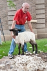 Picture of shearing suffolk sheep