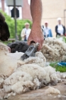 Picture of shearing wool