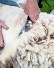 Picture of shearing