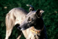 Picture of sheeba, greyhound head study in sunlight