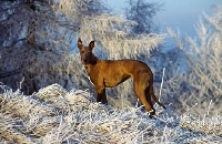 Picture of sheeba, greyhound in frosty landscape