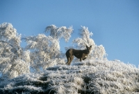 Picture of sheeba, greyhound in snowy landscape