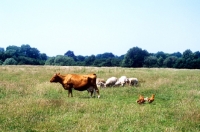 Picture of sheep, cow and hens in a field together