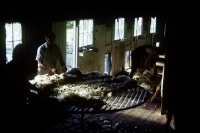 Picture of sheep farming in australia