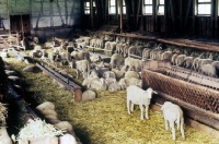 Picture of sheep in a barn at marbach, germany, some feeding