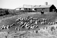 Picture of sheep in a field in australia