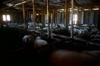Picture of sheep in a stable