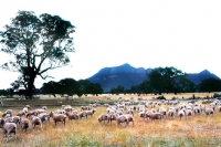 Picture of sheep in australia