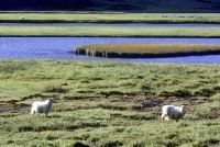 Picture of sheep in iceland with blue water