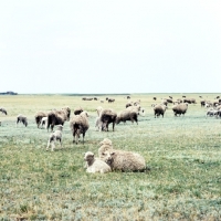 Picture of sheep in russia at budionny stud