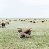 Picture of sheep in russia budionny stud