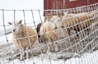Picture of sheep in winter
