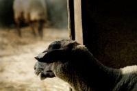 Picture of sheep looking out of stable