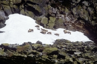 Picture of sheep on snow in mountains in france
