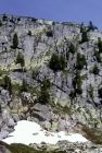 Picture of sheep on snow in mountains in france