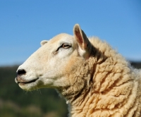 Picture of sheep, profile