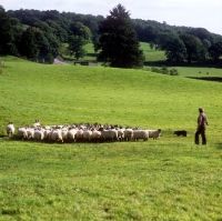 Picture of sheep returning to pasture with man and sheepdog