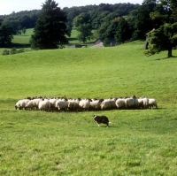 Picture of sheep returning to pasture