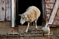Picture of Sheep walking out barn door.