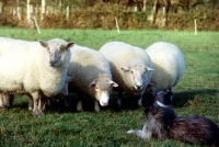 Picture of sheepdog herding sheep with sheep watching intently