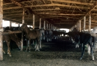 Picture of shelter with foal creep for tersk mares and foals