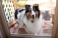 Picture of Sheltie looking in front of door