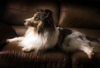 Picture of Sheltie lying on brown couch