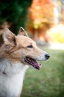 Picture of sheltie mix in profile