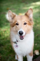 Picture of sheltie mix smiling into camera