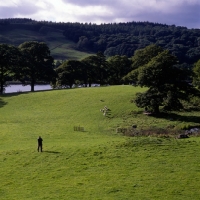 Picture of shepherd and sheep competing in 'one man and his dog'