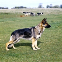 Picture of shepherd dog standing in a field