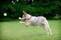 Picture of shepherd mix chasing ball with paws outstretched