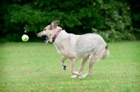 Picture of shepherd mix fetching ball